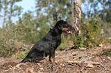 JAGDTERRIER ALLEMAND 056
